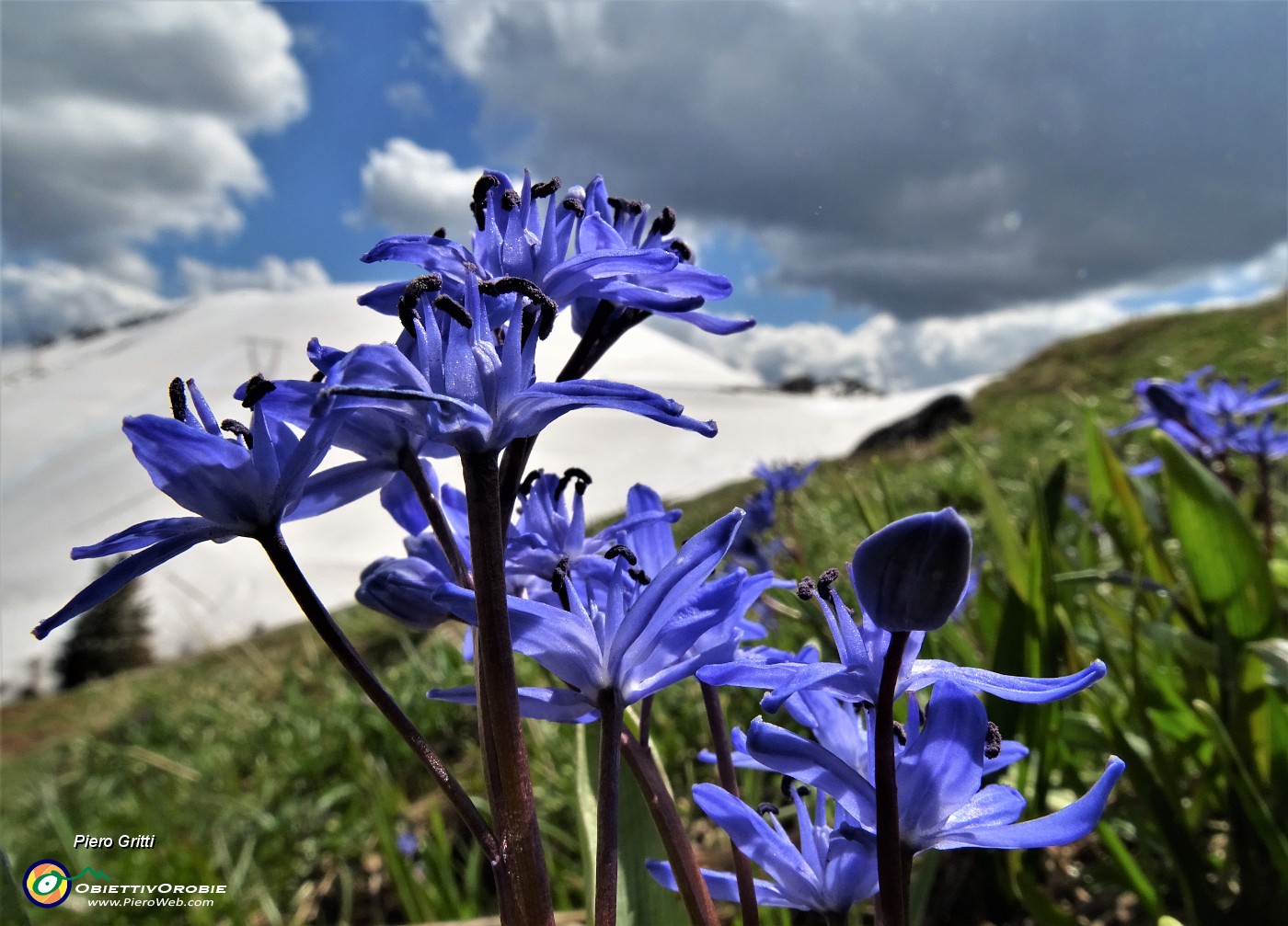 83 Bellissimi fiori di Scilla bifolia per il bianco bel Montu appena salito! .JPG